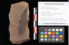 Foto (Objekt + Etikett) von Quercus palaeoilex Ettingshausen (NHMW-GEO-2024-0188-0854)